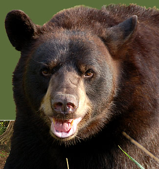 Scary Bear?