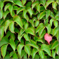 Turn over a new leaf for real